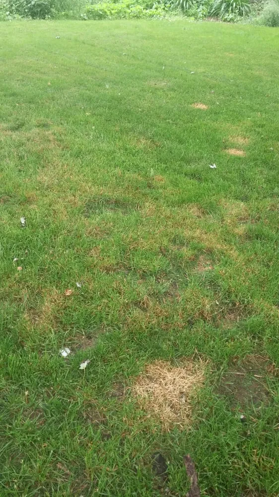 Local garden landscaping for beautiful yards in Elgin, IL by Scotts LawnService