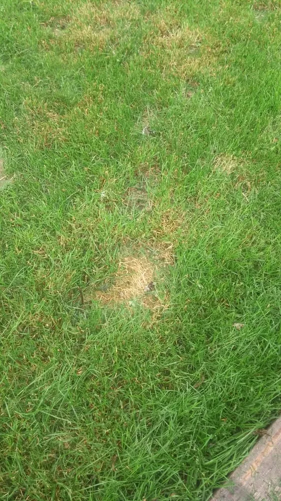 Reliable lawn mowing service in Elgin, IL - Scotts LawnService