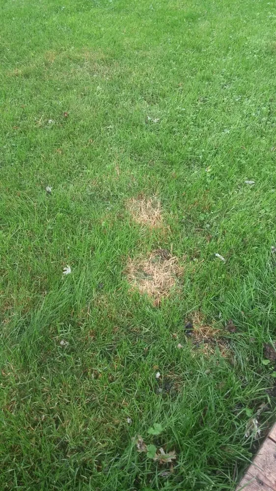 Reliable outdoor landscaping for year-round maintenance in Elgin, IL by Scotts LawnService