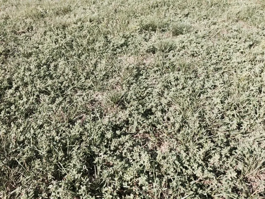 Professional landscape design in Raynham, MA - Scotts LawnService