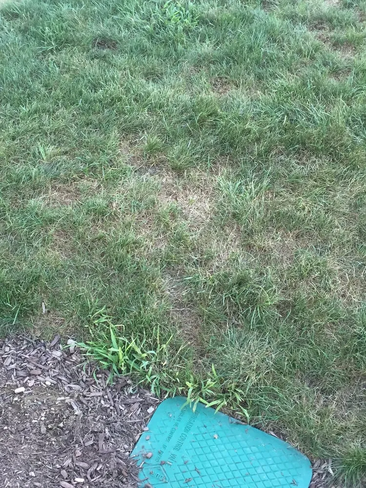 Top-rated yard cleanup service in Raynham, MA - Scotts LawnService