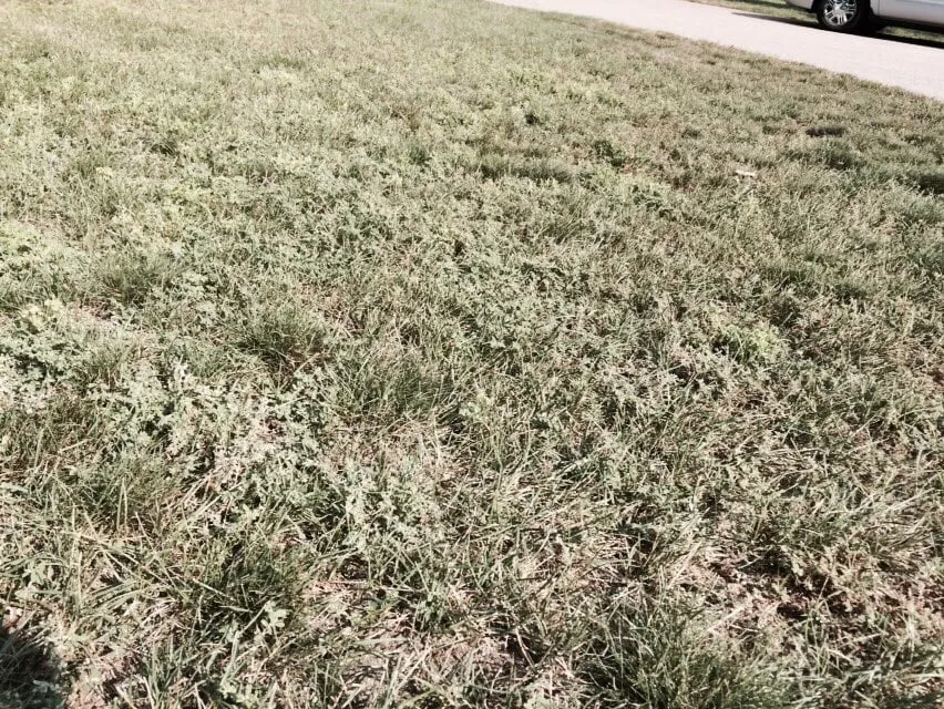 Expert outdoor landscaping experts serving Raynham, MA - Scotts LawnService