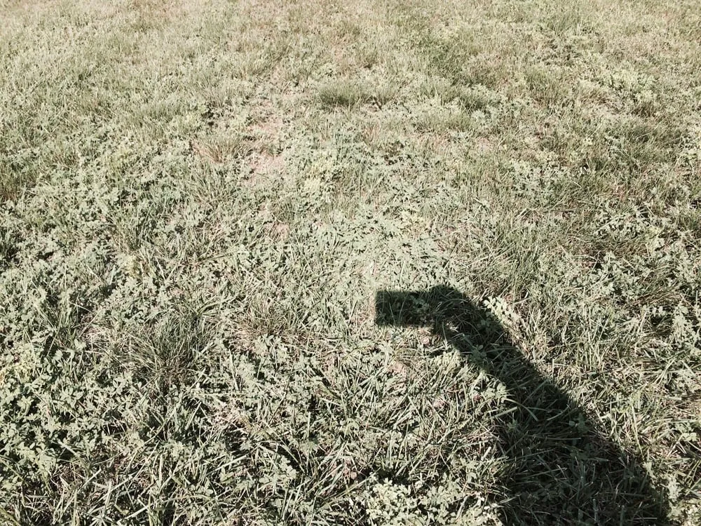 Professional lawn care service in Raynham, MA - Scotts LawnService