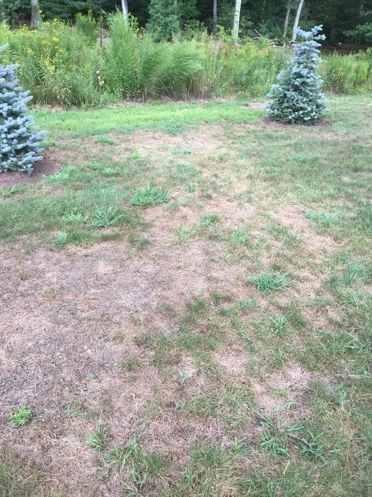 Local yard cleanup service in Raynham, MA by Scotts LawnService