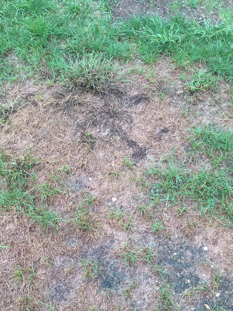 Top-rated landscaping services for year-round maintenance across Raynham, MA - Scotts LawnService