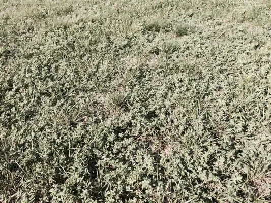 Scotts LawnService Logo