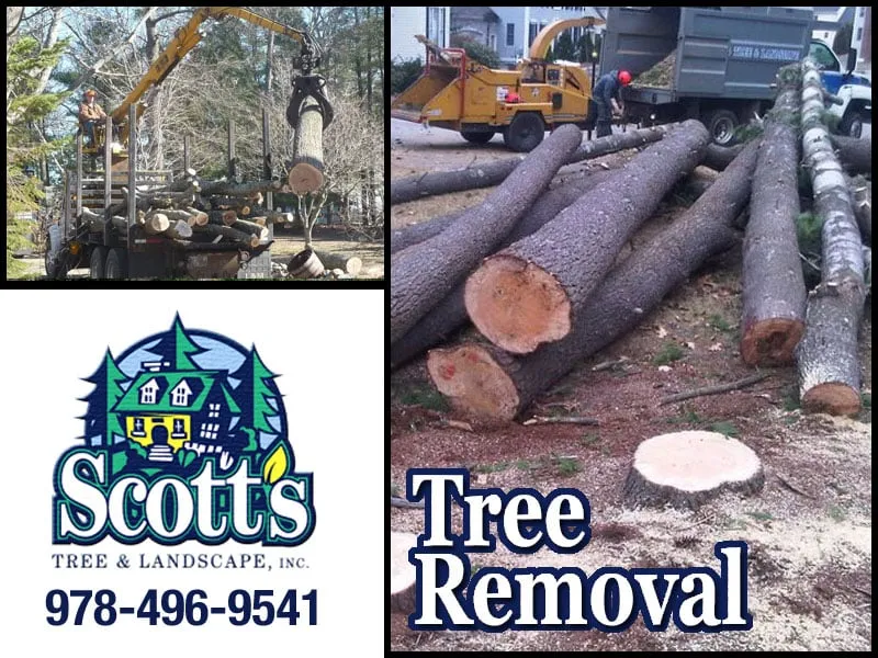 Reliable yard cleanup service experts serving Westford, MA - Scott's Tree & Landscape