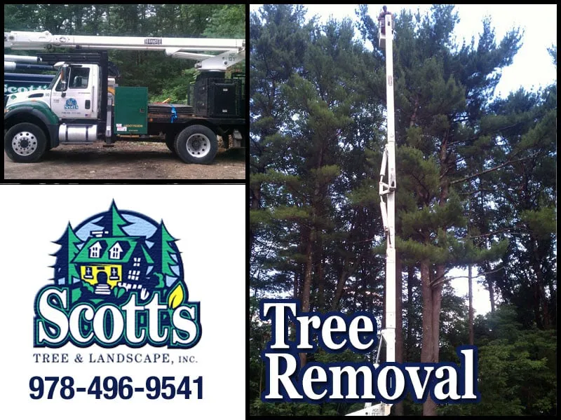 Professional outdoor landscaping for beautiful yards in Westford, MA by Scott's Tree & Landscape