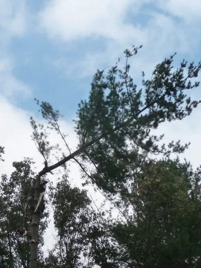 Professional lawn care service in Westford, MA - Scott's Tree & Landscape