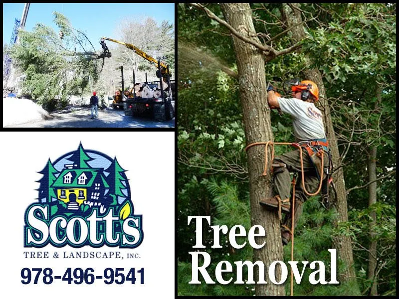Expert outdoor landscaping in Westford, MA by Scott's Tree & Landscape
