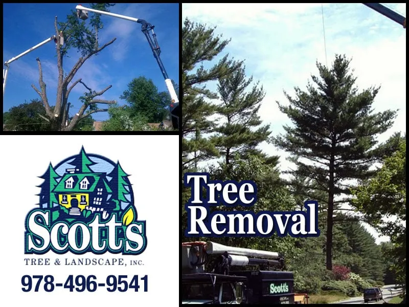 Affordable landscape design experts serving Westford, MA - Scott's Tree & Landscape