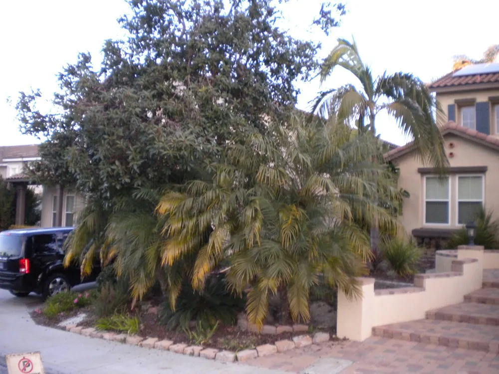 Trusted landscape installation experts serving Escondido, CA - Scott's Tree & Lawn Service