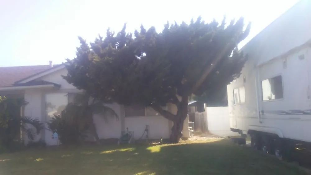 Expert yard cleanup service in Escondido, CA - Scott's Tree & Lawn Service