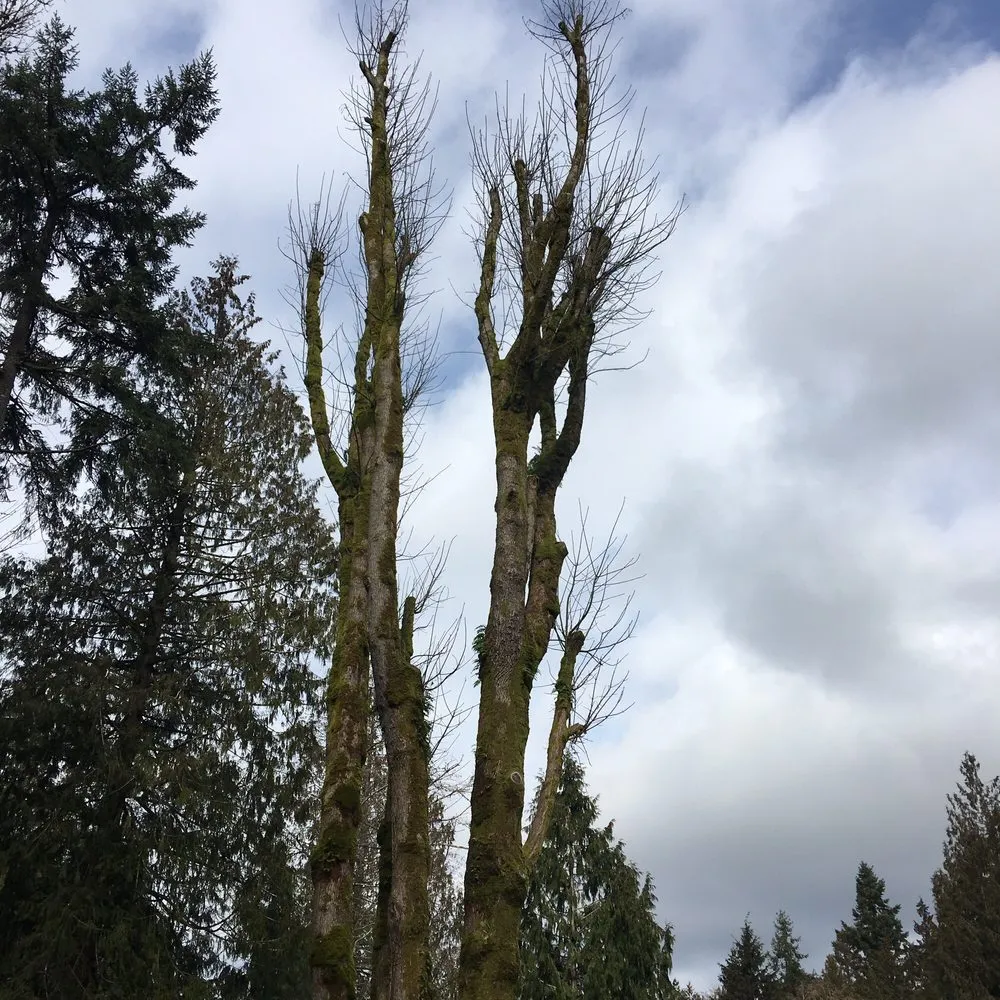 Top-rated garden landscaping for residential properties across Poulsbo, WA - Scott's Tree Service