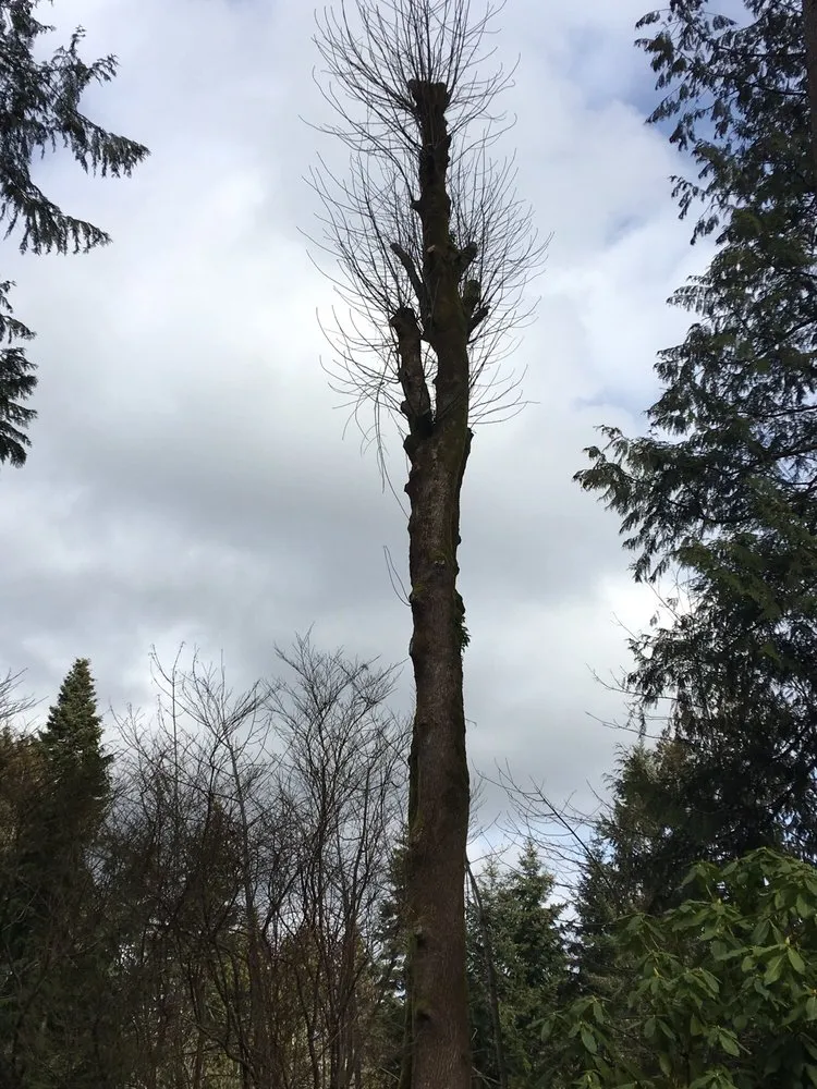 Custom lawn care service for homes in Poulsbo, WA by Scott's Tree Service