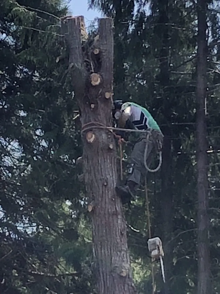 Affordable landscape installation experts serving Poulsbo, WA - Scott's Tree Service