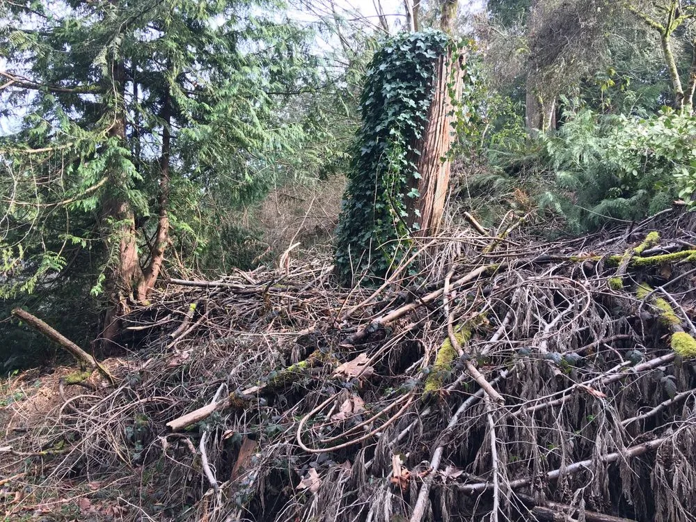 Affordable landscaping services for residential properties in Poulsbo, WA by Scott's Tree Service