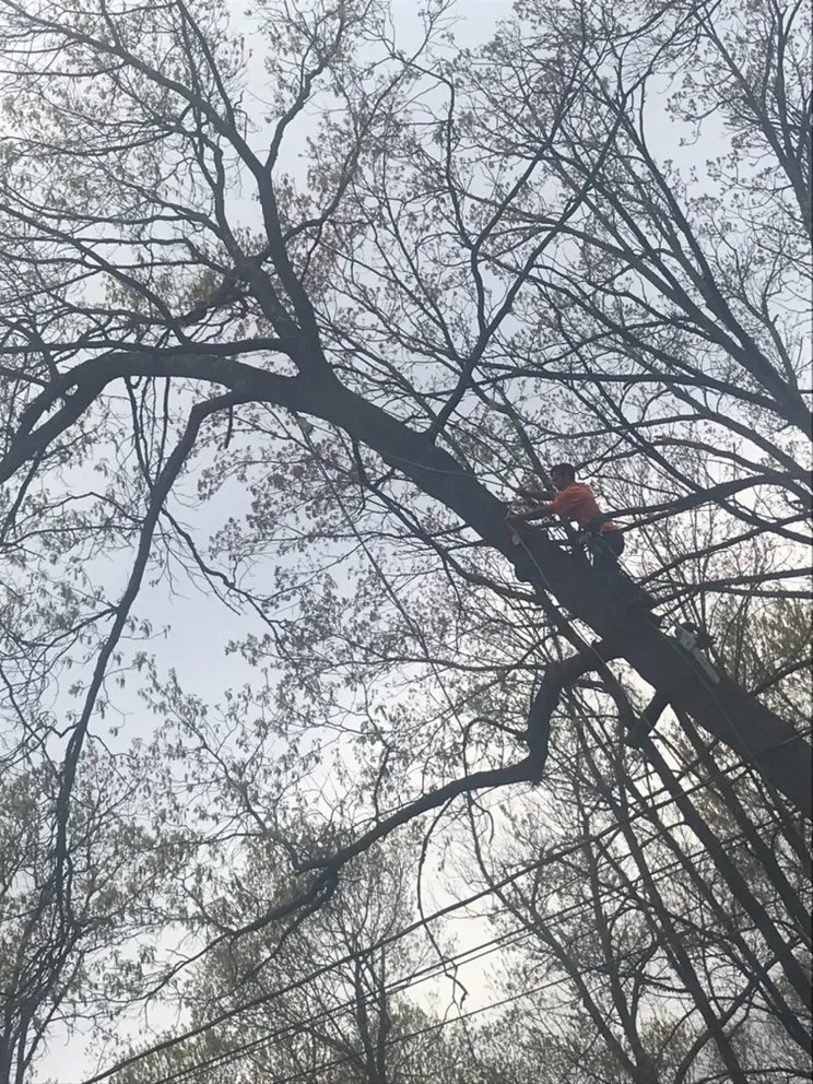 Top-rated lawn care service for residential properties in Winchester, VA by Scotts Tree Service