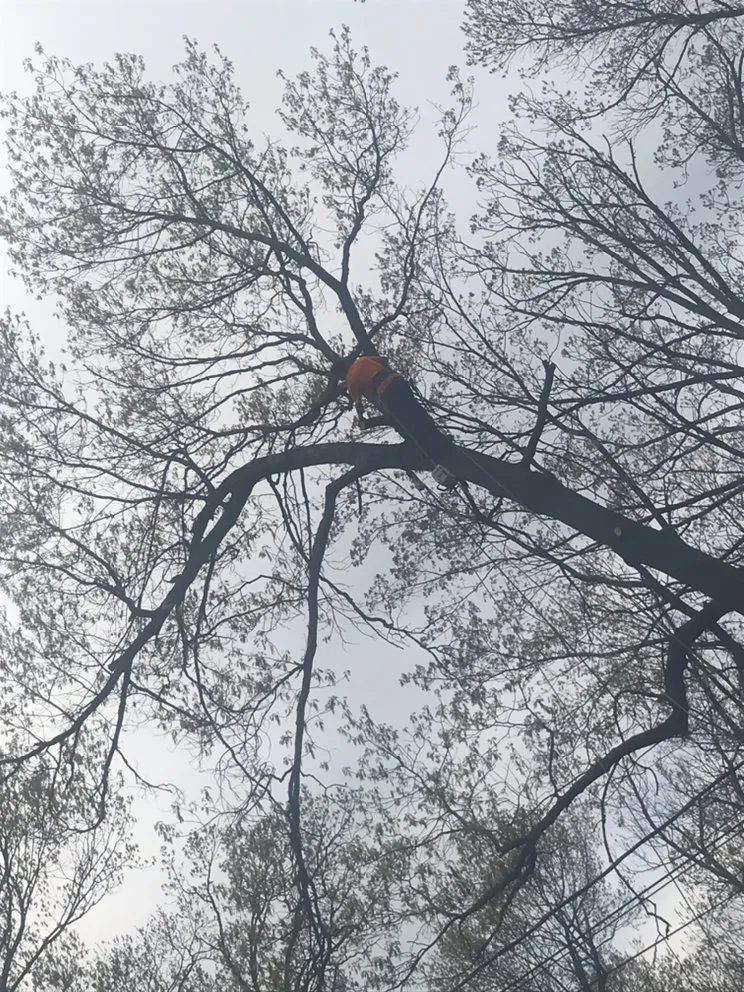 Custom landscape design for residential properties across Winchester, VA - Scotts Tree Service