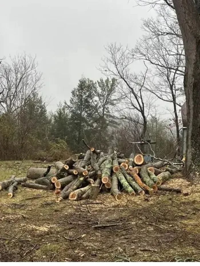 Expert yard cleanup service experts serving Winchester, VA - Scotts Tree Service