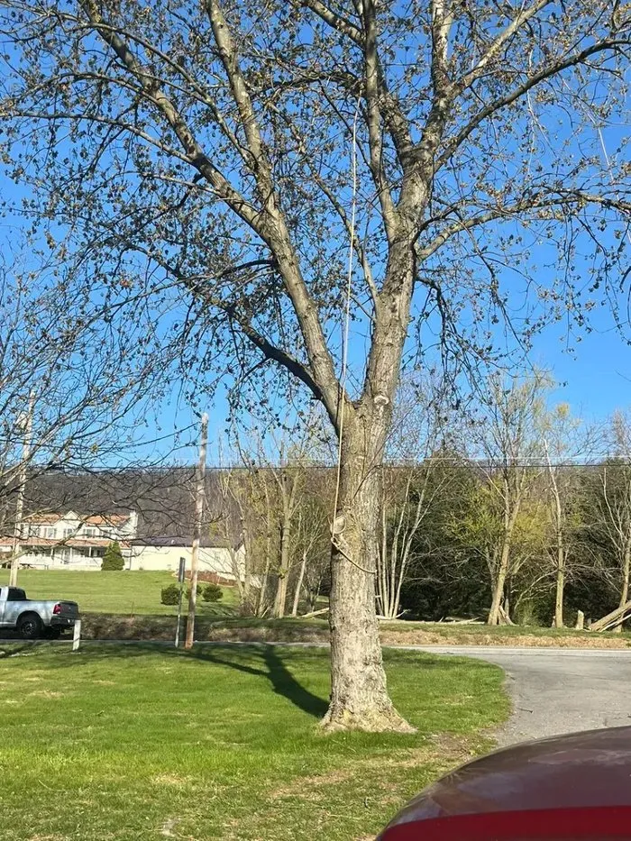 Trusted outdoor landscaping for homes across Winchester, VA - Scotts Tree Service