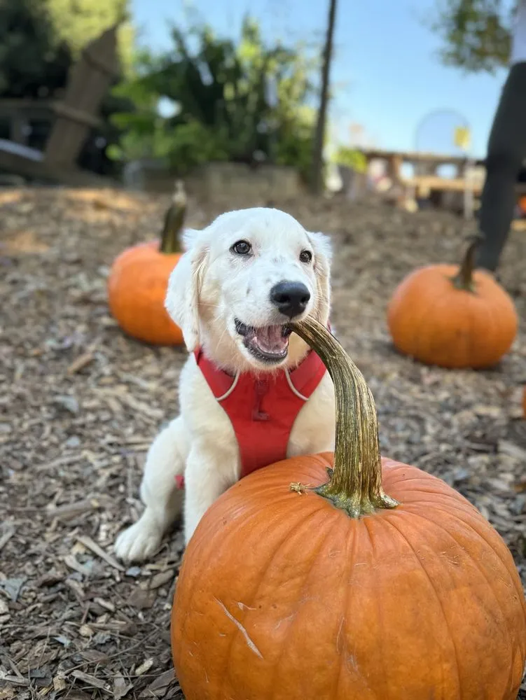 Custom landscaping services near you in Milton, GA by Scottsdale Farms