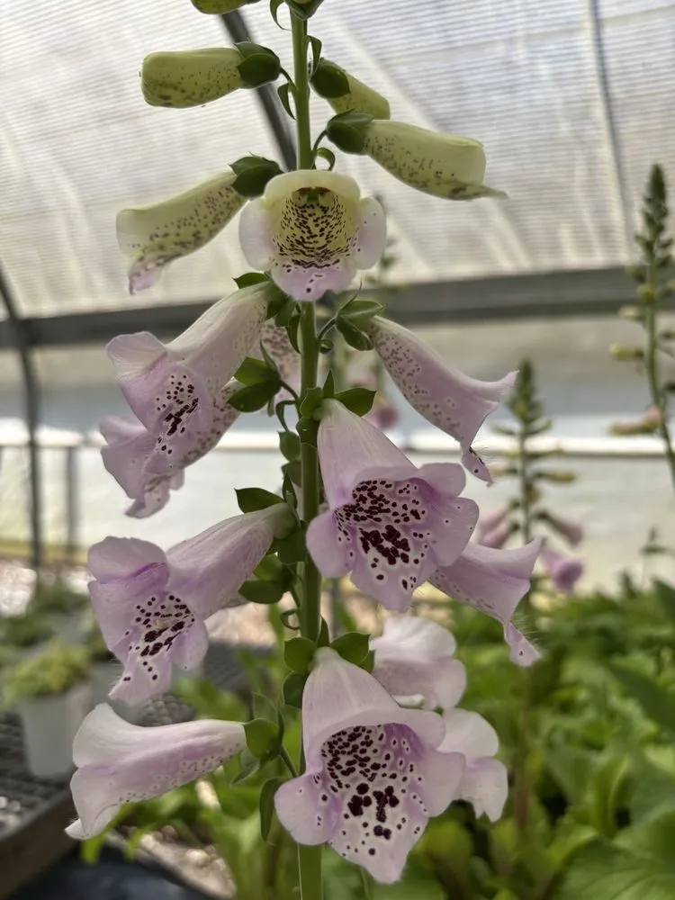 Custom residential landscaping for outdoor upgrades across Milton, GA - Scottsdale Farms