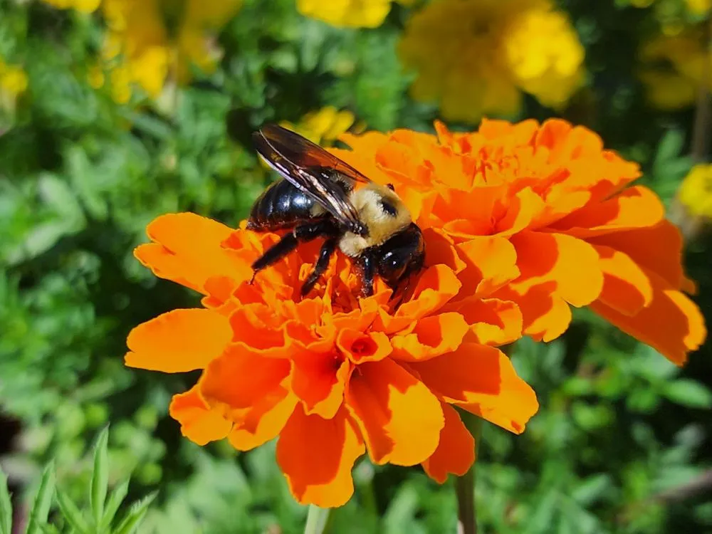 Trusted landscaping services in Milton, GA by Scottsdale Farms