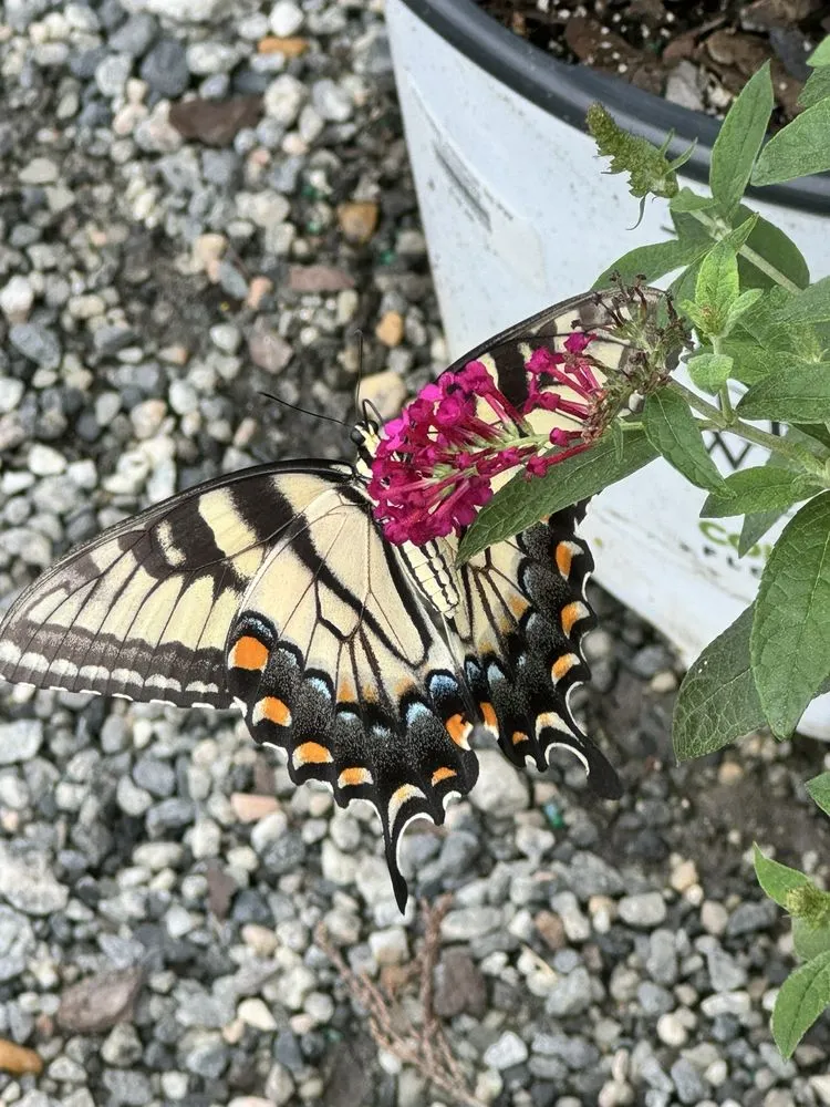 Expert yard maintenance in Milton, GA by Scottsdale Farms