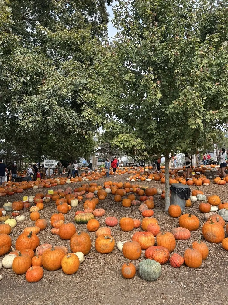 Affordable landscape installation with custom design across Milton, GA - Scottsdale Farms