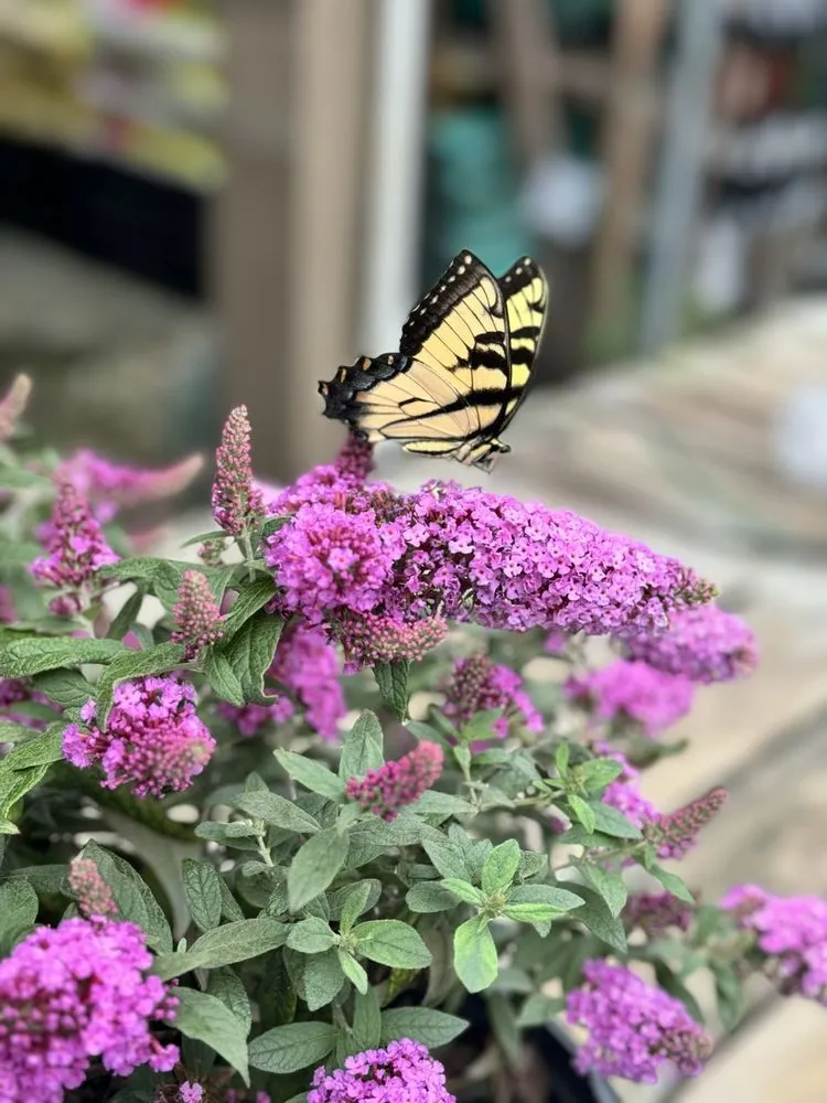 Expert yard cleanup service experts serving Milton, GA - Scottsdale Farms