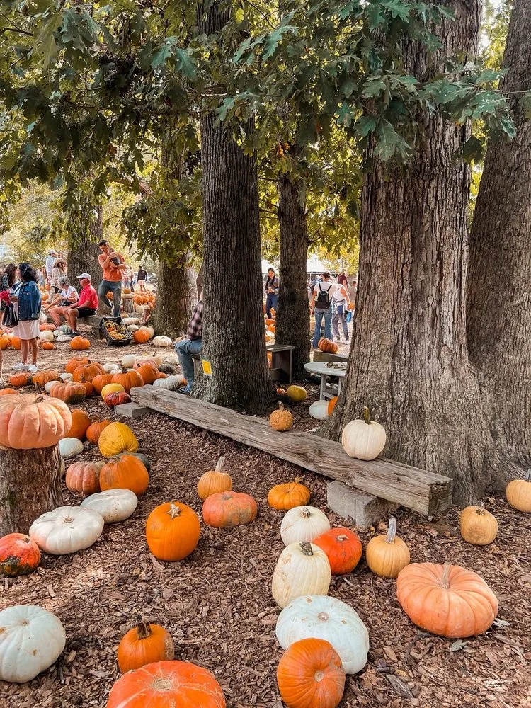 Professional garden landscaping in Milton, GA - Scottsdale Farms