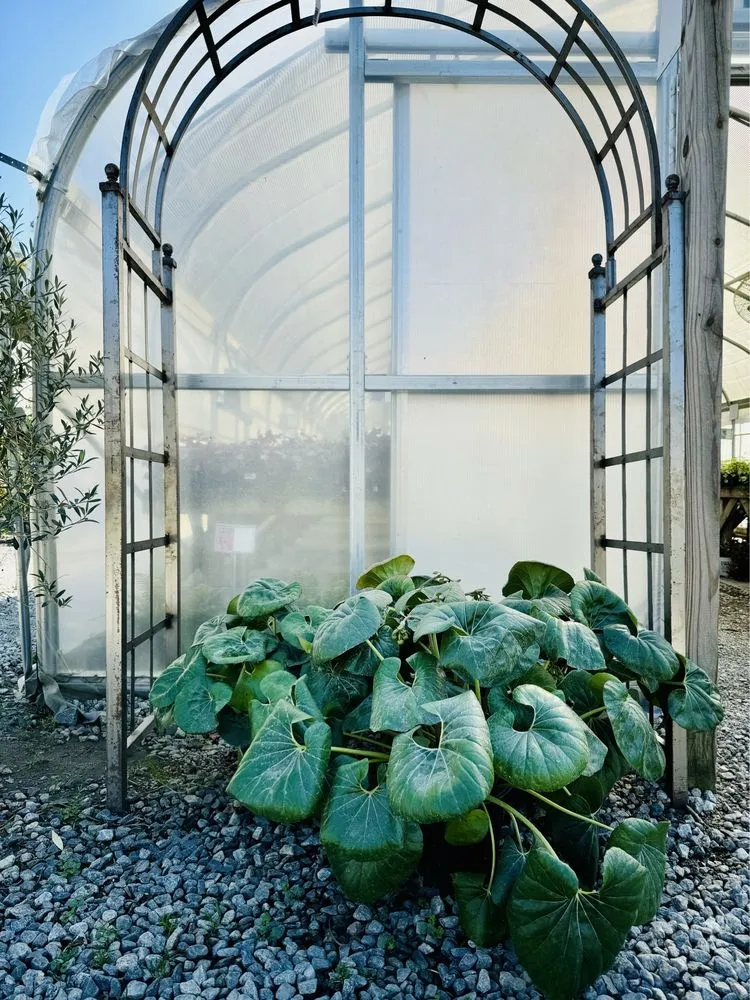 Local landscaping services near you in Milton, GA by Scottsdale Farms