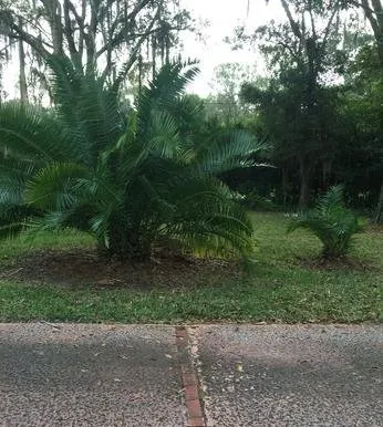 Top-rated landscaping services experts serving Tampa, FL - Scottsdale Outdoors