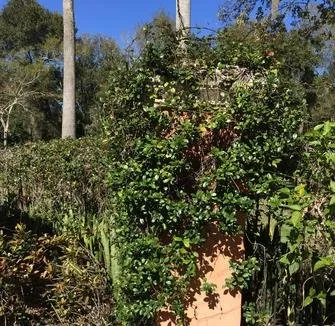 Custom landscape installation experts serving Tampa, FL - Scottsdale Outdoors