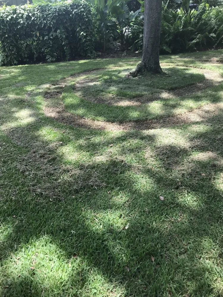 Expert residential landscaping for outdoor upgrades in Tampa, FL by Scottsdale Outdoors