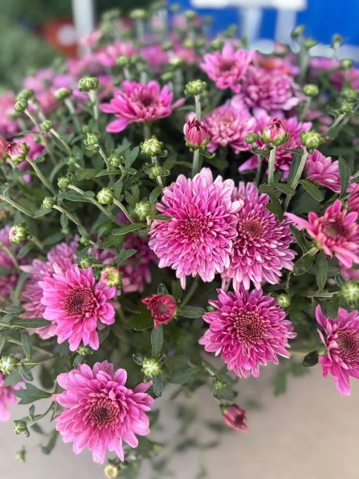 Professional yard maintenance with custom design in Sheboygan, WI by Scotty Landscape Supply