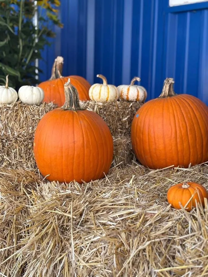 Affordable landscaping services for year-round maintenance across Sheboygan, WI - Scotty Landscape Supply