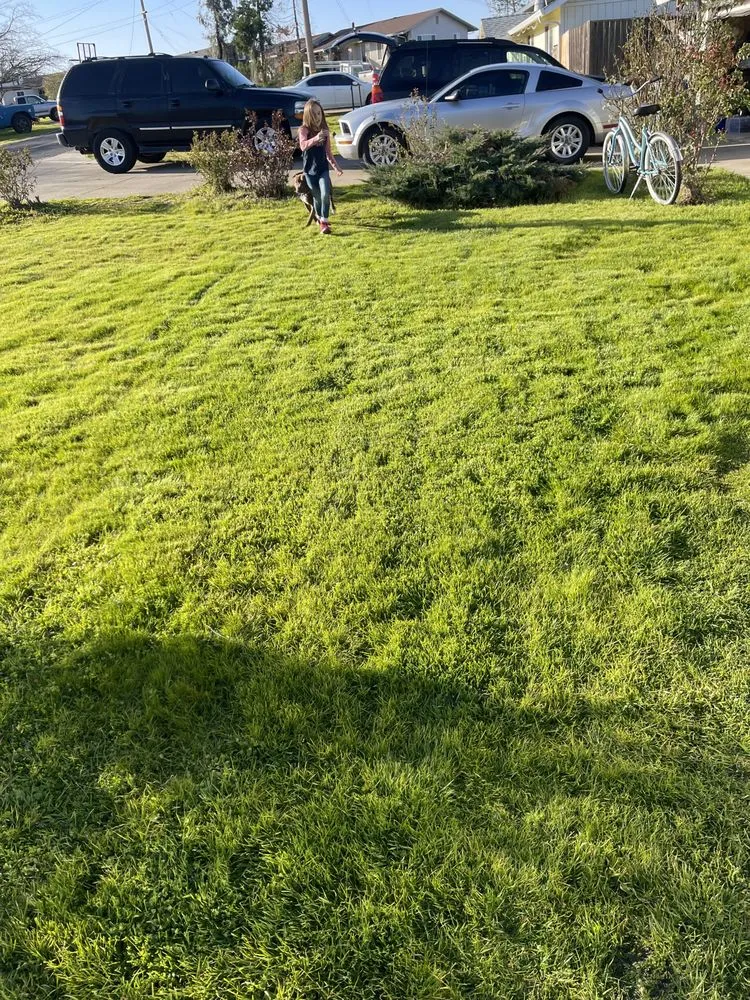 Top-rated lawn care service in Ione, CA - Scotty’s Lawncare