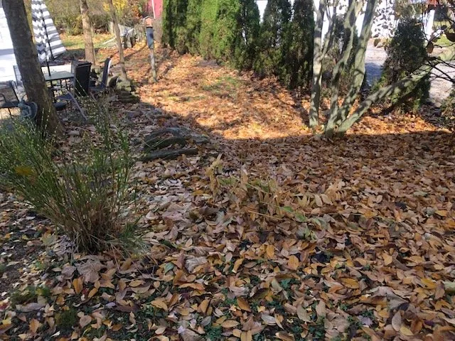 Local yard cleanup service for beautiful yards in Canfield, OH by Scotty’s Pro Cut