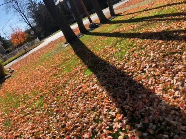 Affordable yard cleanup service experts serving Canfield, OH - Scotty’s Pro Cut