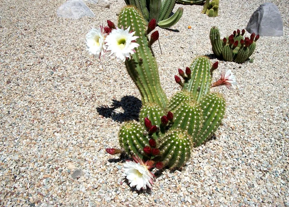 Top-rated landscape installation for residential properties across Tucson, AZ - Scrapers Landscaping