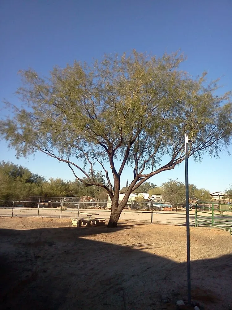 Trusted outdoor landscaping in Tucson, AZ by Scrapers Landscaping