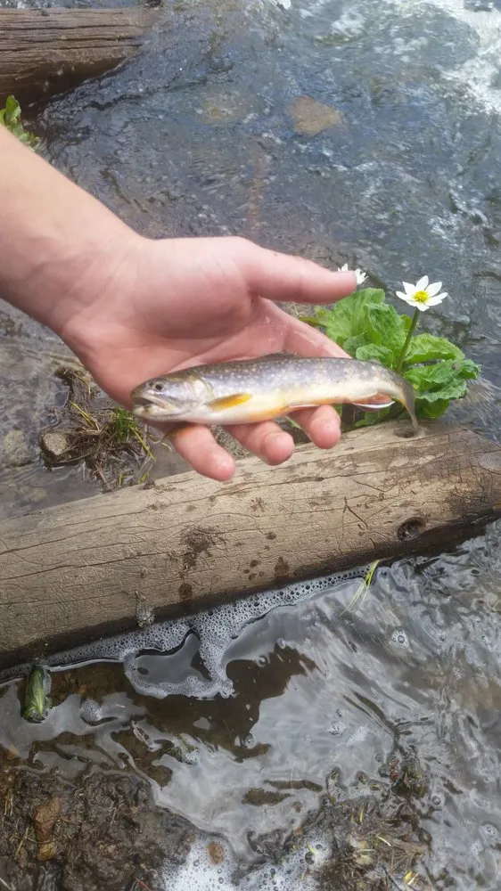 Reliable residential landscaping in Farmington, NM - Scratching the Earth Landscaping