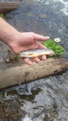 Scratching the Earth Landscaping