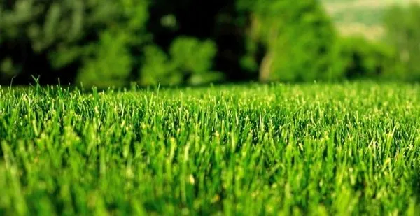 S&D Lawn Care & Pressure Washing