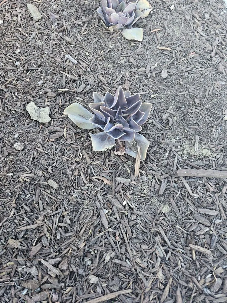 Affordable yard cleanup service in San Diego, CA by SD Pure Organics