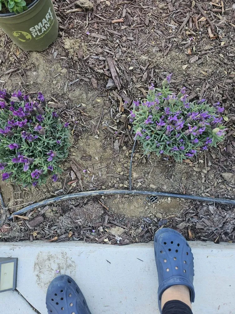 Top-rated landscape design for year-round maintenance across San Diego, CA - SD Pure Organics