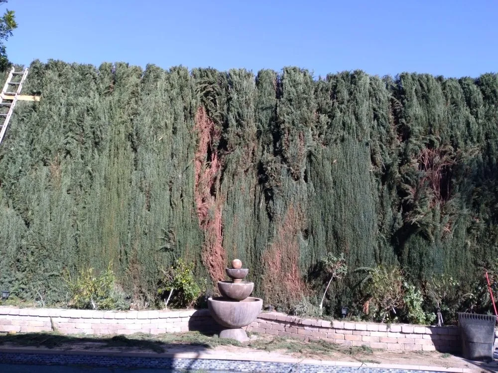 Top-rated yard maintenance for beautiful yards across Panorama City, CA - S.De Rosas Landscaping