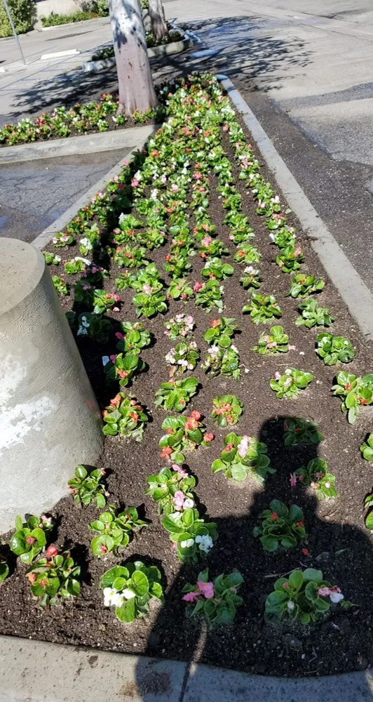 Expert landscape design in Panorama City, CA - S.De Rosas Landscaping